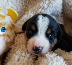 Entle Swiss Mountain dogs for sale in NM